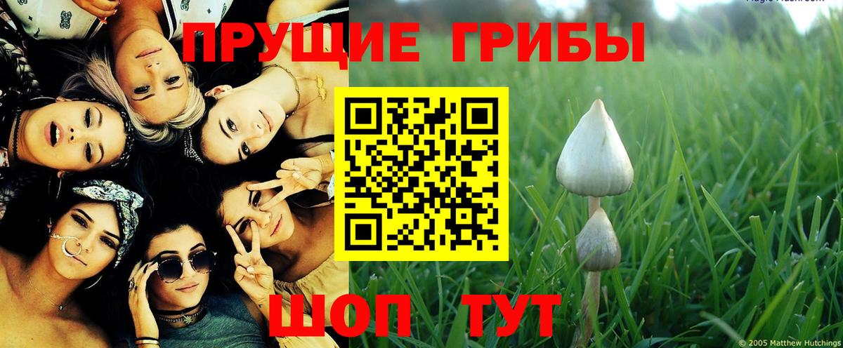 Советск  как найти закладки  Вход с VPN  Галлюциногенные грибы мицелий  Галлюциногенные грибы Psilocybine cubensis 